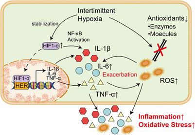 Intermittent hypoxia: linkage between OSAS and epilepsy